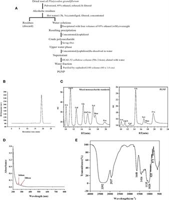 Effects of neutral polysaccharide from Platycodon grandiflorum on high-fat diet-induced obesity via the regulation of gut microbiota and metabolites